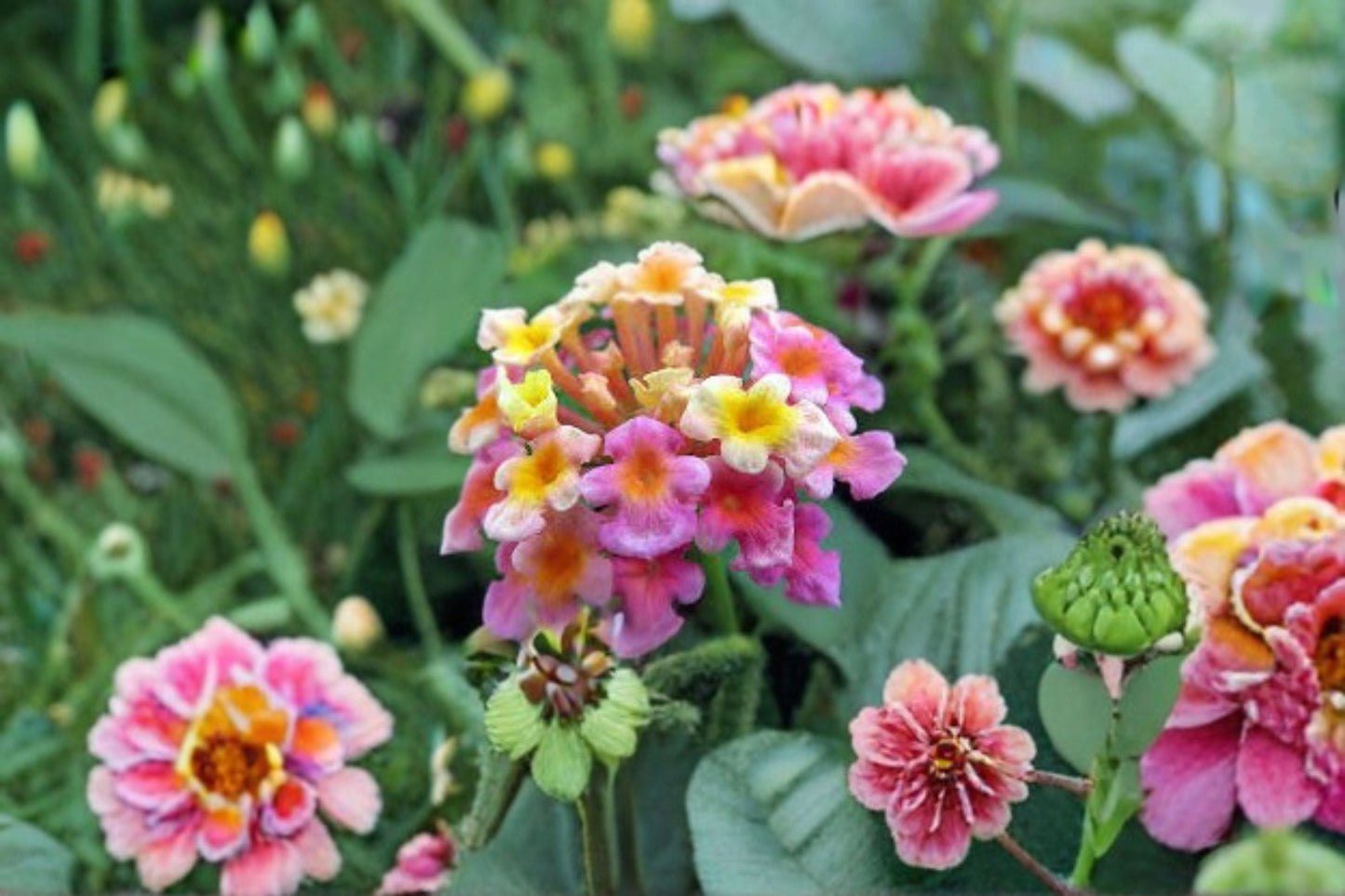Confetti Lantana Plant - Multicolor Flowering Shrub - Lantana camara 'Confetti' - Perennial Garden Plant for Sun & Containers