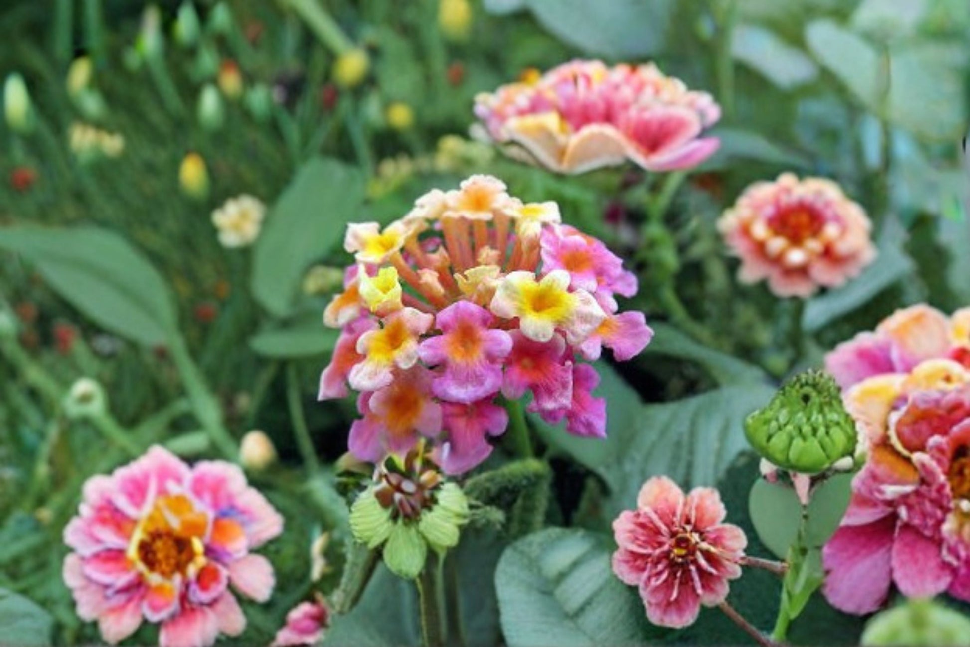 Confetti Lantana Plant - Multicolor Flowering Shrub - Lantana camara 'Confetti' - Perennial Garden Plant for Sun & Containers