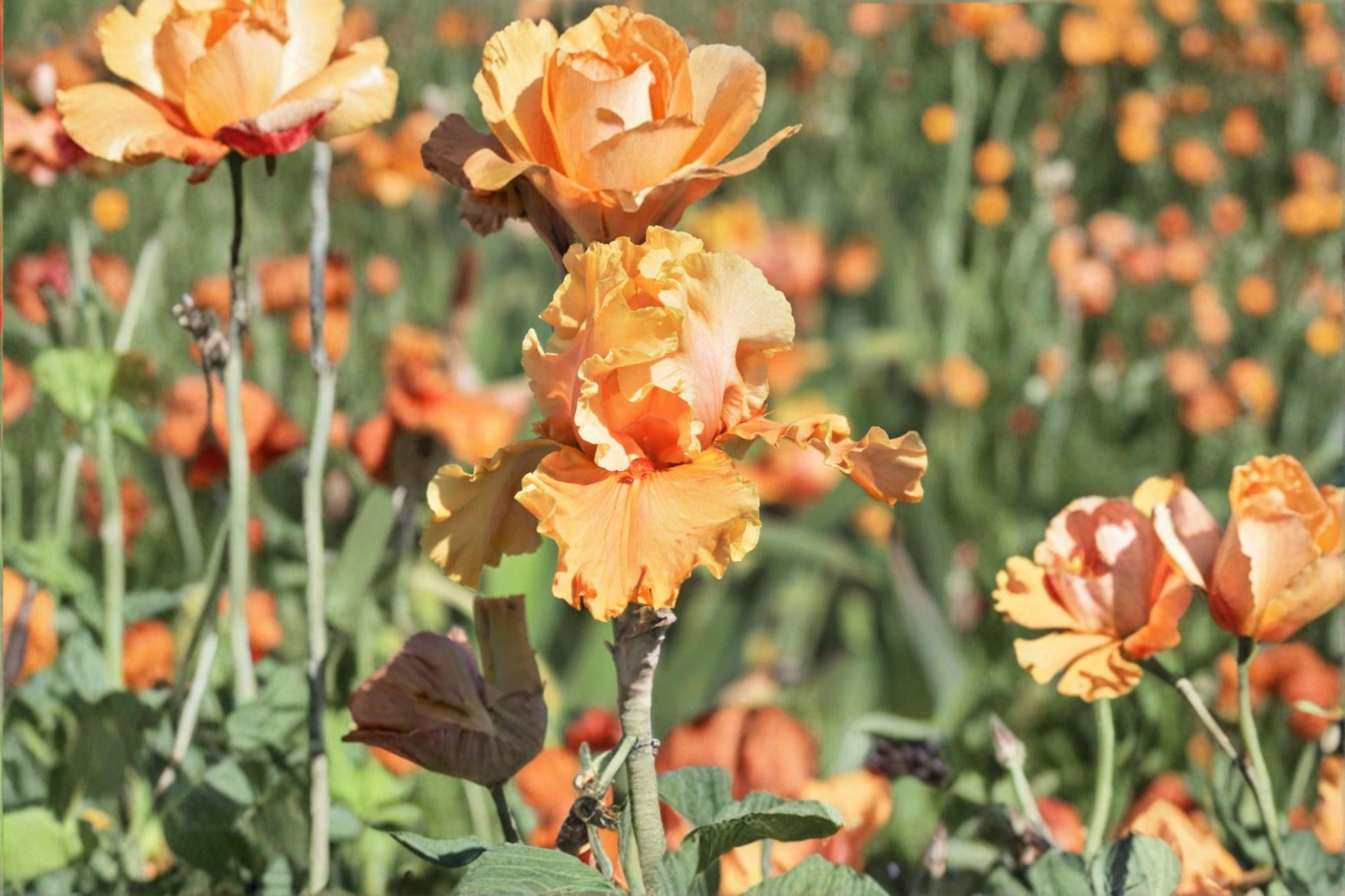 Cordoba Iris Live Plant - Orange Bearded Iris Perennial - Iris germanica 'Cordoba' - Drought Tolerant, Deer Resistant