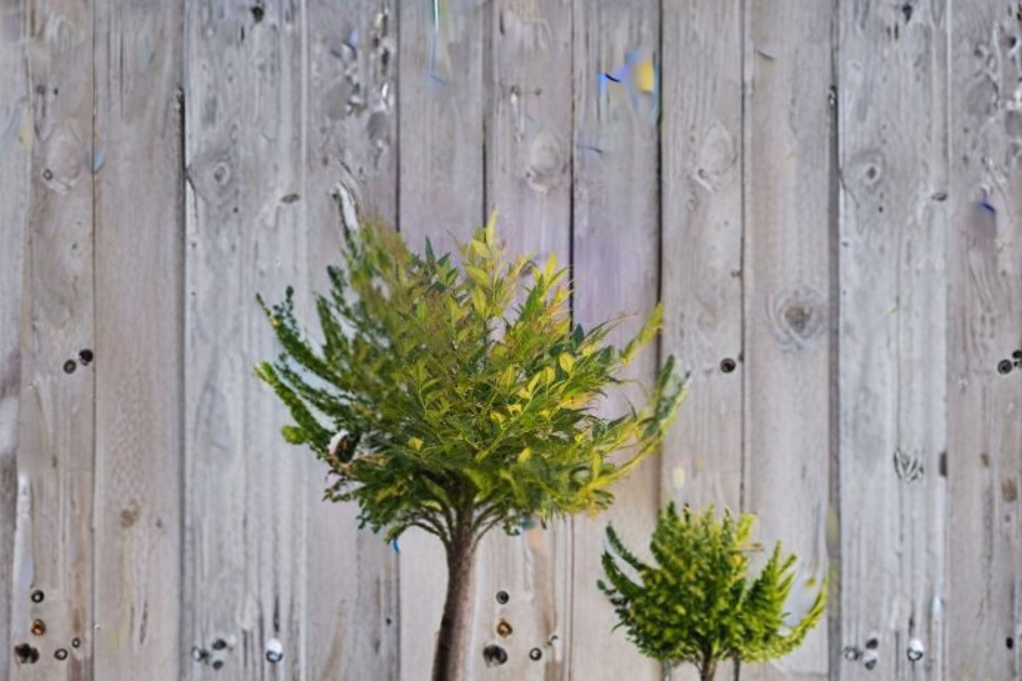 Gulf Stream Heavenly Bamboo Plant - Evergreen Shrub with Colorful Foliage - Nandina domestica ‘Gulf Stream’