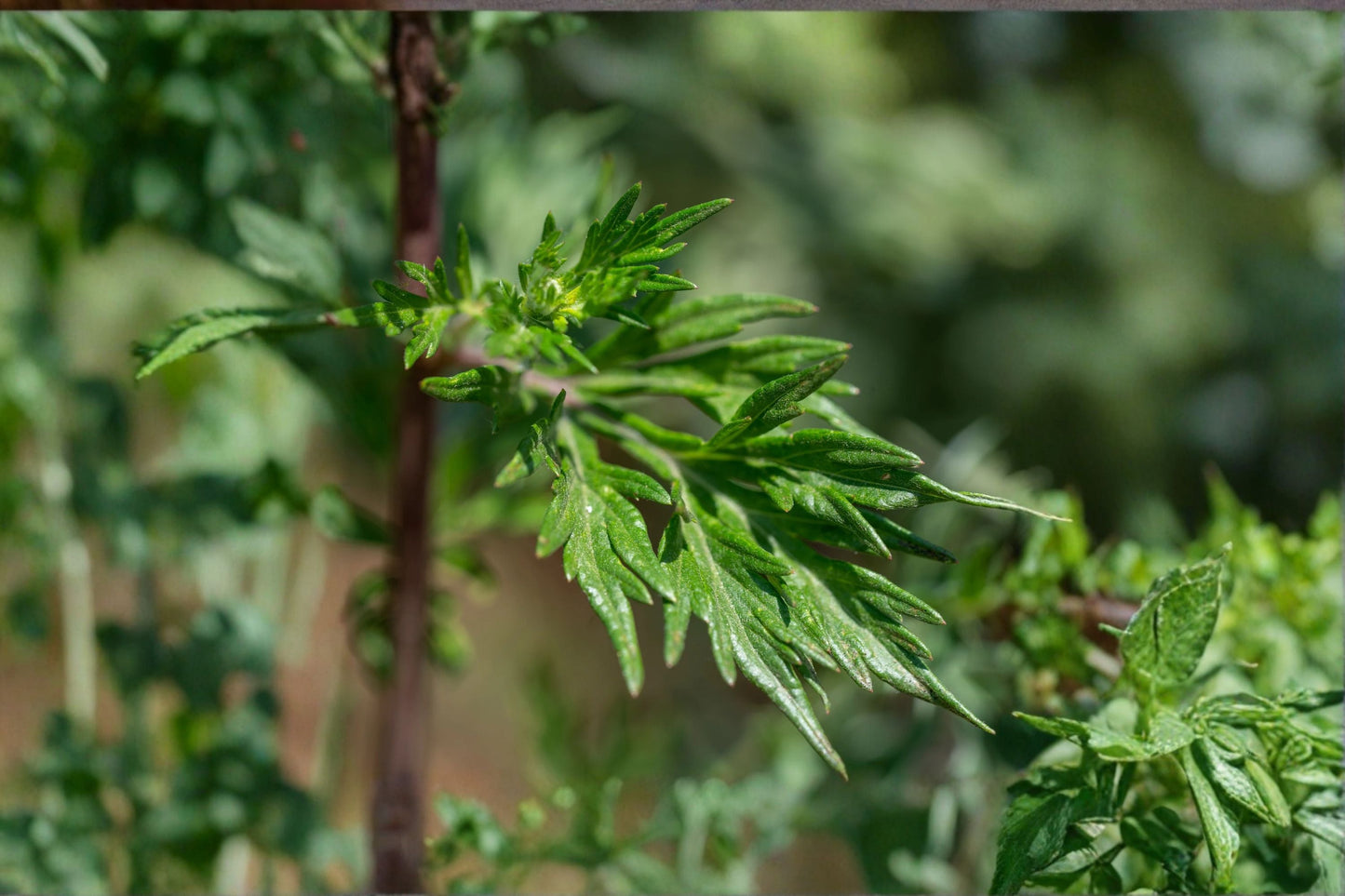 Mugwort Live Plant Clump - Edible Perennial Herb - Aromatic Silver Foliage - Artemisia vulgaris