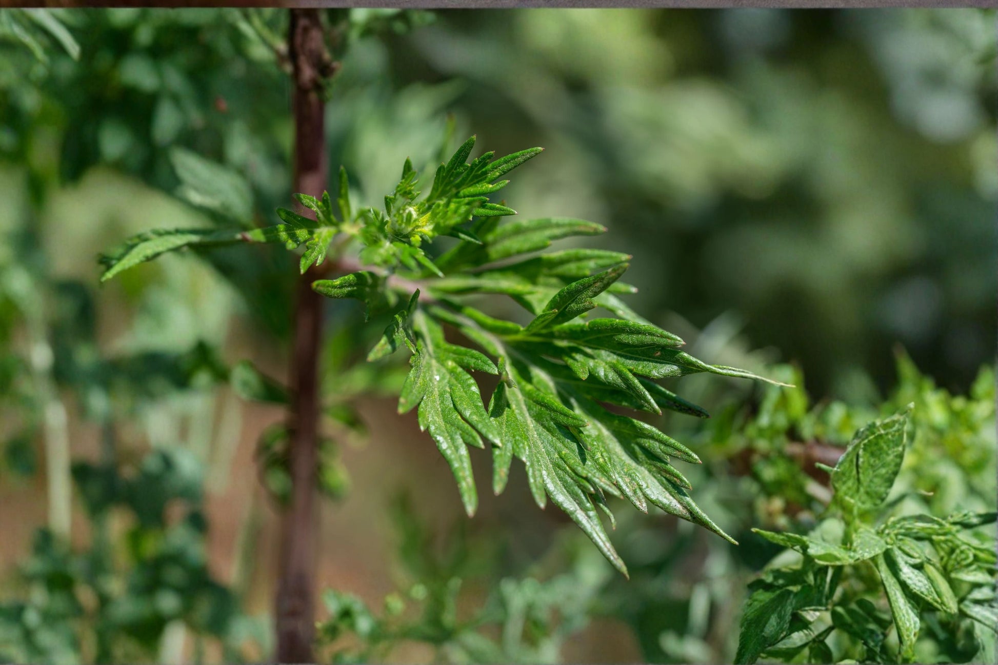 Mugwort Live Plant Clump - Edible Perennial Herb - Aromatic Silver Foliage - Artemisia vulgaris