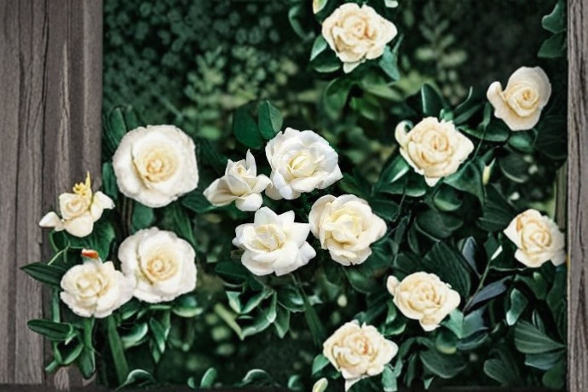 White Dawn Climbing Rose Live Starter Plant - Rosa 'White Dawn' - Own Root, Fragrant, Repeat Bloomer, White Blooms