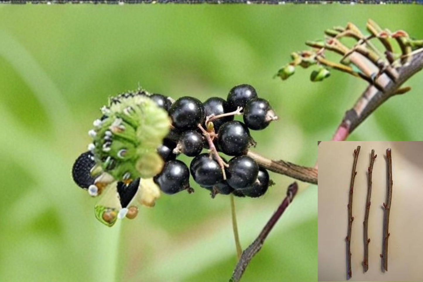 Consort Black Currant Cuttings - 10 Dormant Ribes nigrum Cuttings for Propagation, Edible Berry Shrub, Garden Fruit Plant