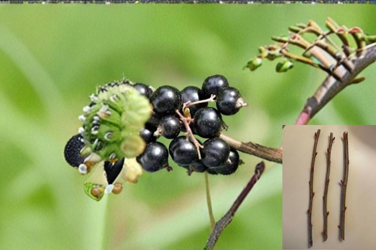 Consort Black Currant Cuttings - 10 Dormant Ribes nigrum Cuttings for Propagation, Edible Berry Shrub, Garden Fruit Plant
