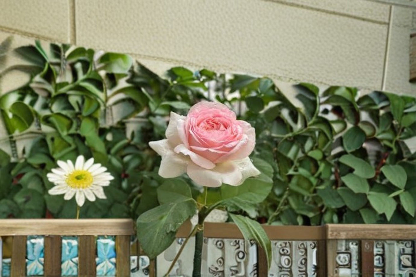 Mona Lisa Rose Live Plant - Fragrant Pink Red Ornamental Shrub (Rosa hybrid) - Disease Resistant, Easy Care for Garden & Patio