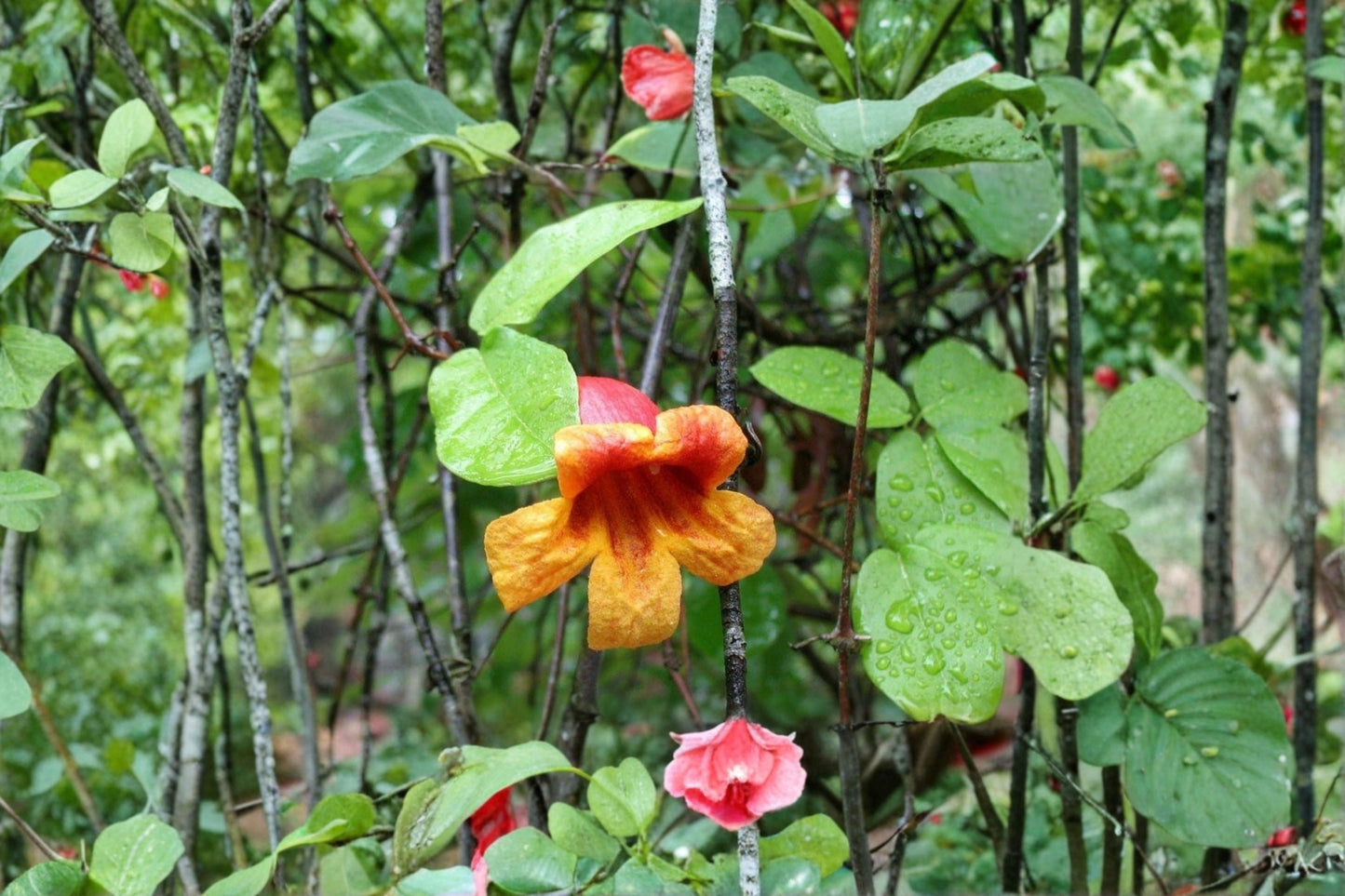Crossvine Cuttings 12-Pack - Bignonia capreolata - Orange-Red Flowering Vine for Propagation, Hardy Climbing Plant