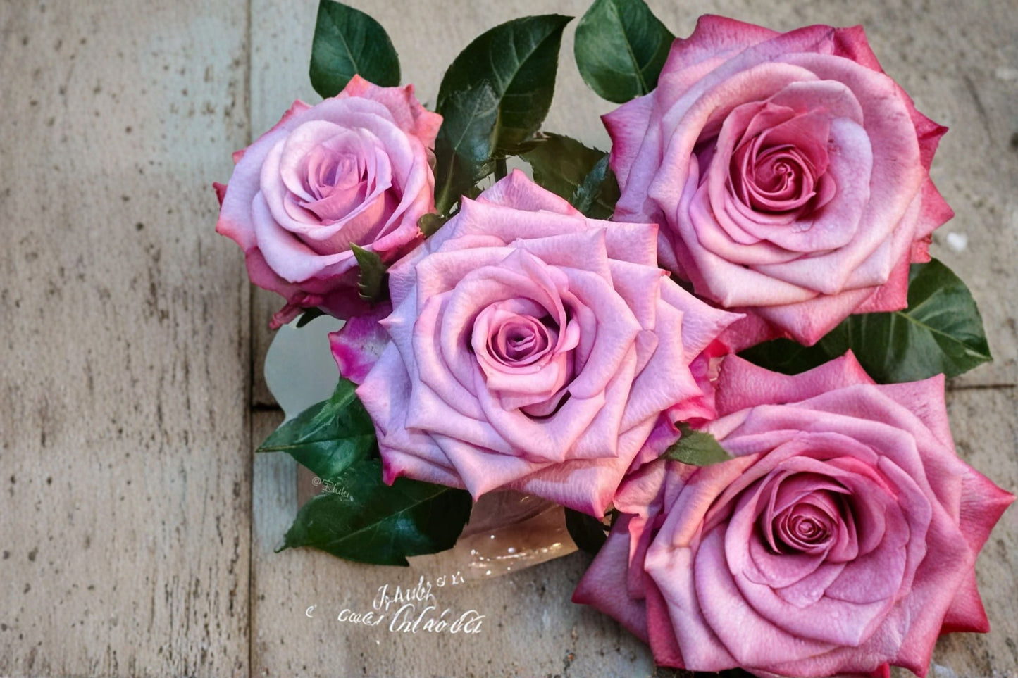 Super Purple Rose Live Plant - Deep Purple Large Bloom Cut Rose - Rosa hybrid - Ornamental Garden Flower