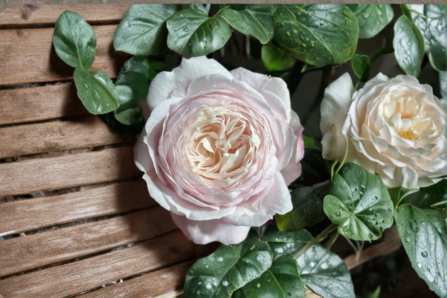 Cherry Antike Rose Live Plant - Cherry Pink Fragrant Garden Rose - Rosa hybrid - Ornamental Flowering Shrub for Containers and Borders