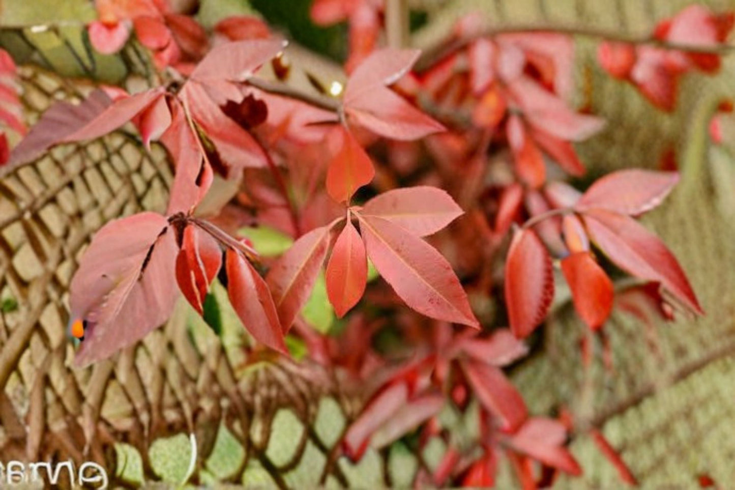 Red Tip Photinia Live Plant - Evergreen Hedge Shrub - Bright Red Foliage - Photinia × fraseri - Privacy Screen & Landscape Plant