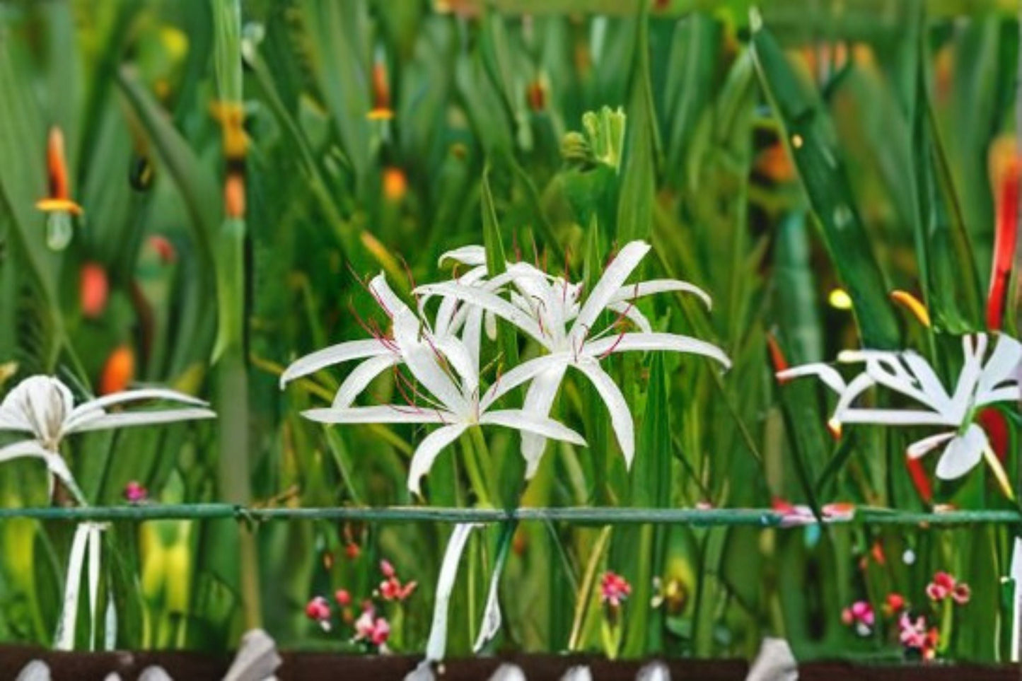 Live Crinum Bulb - White Pink Swamp Lily - Crinum americanum - Ornamental Flowering Bulb for Aquatic Gardens & Rain Gardens