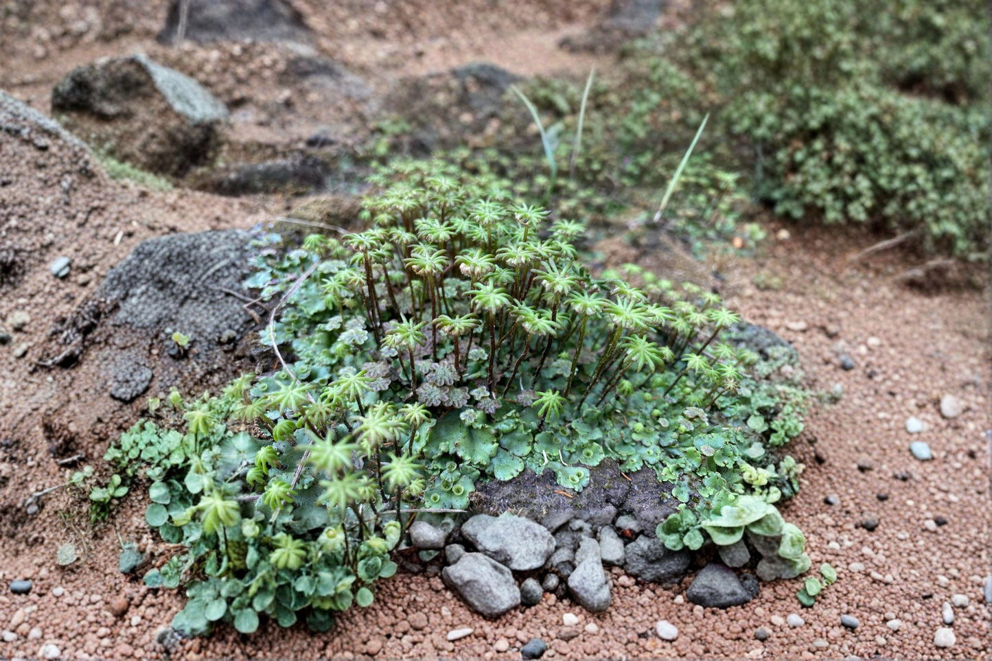 Umbrella Liverwort Plant – Live Marchantia polymorpha – Unique Terrarium & Vivarium Greenery, Moisture-Loving Shade Plant
