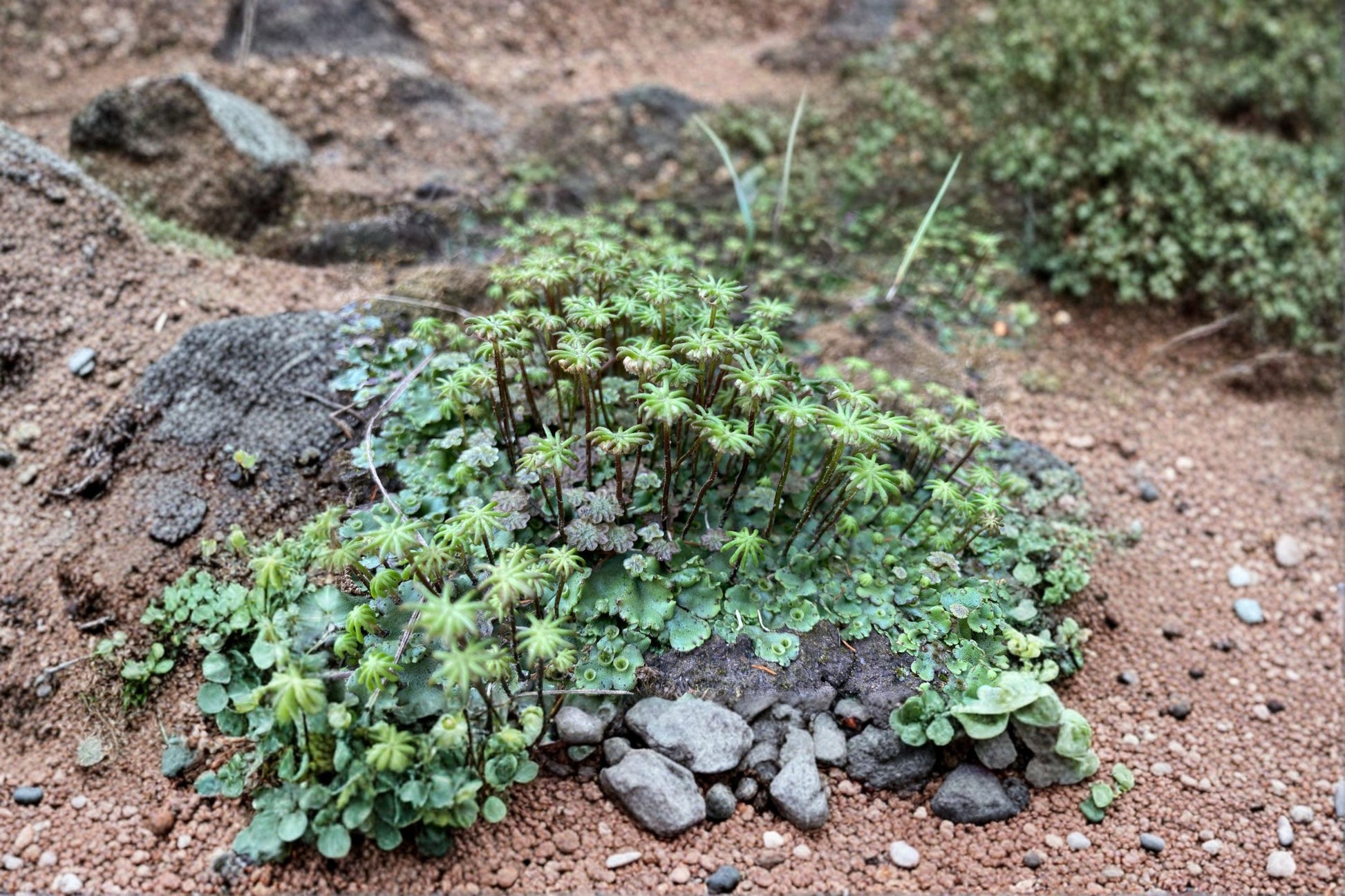 Umbrella Liverwort Plant – Live Marchantia polymorpha – Unique Terrarium & Vivarium Greenery, Moisture-Loving Shade Plant