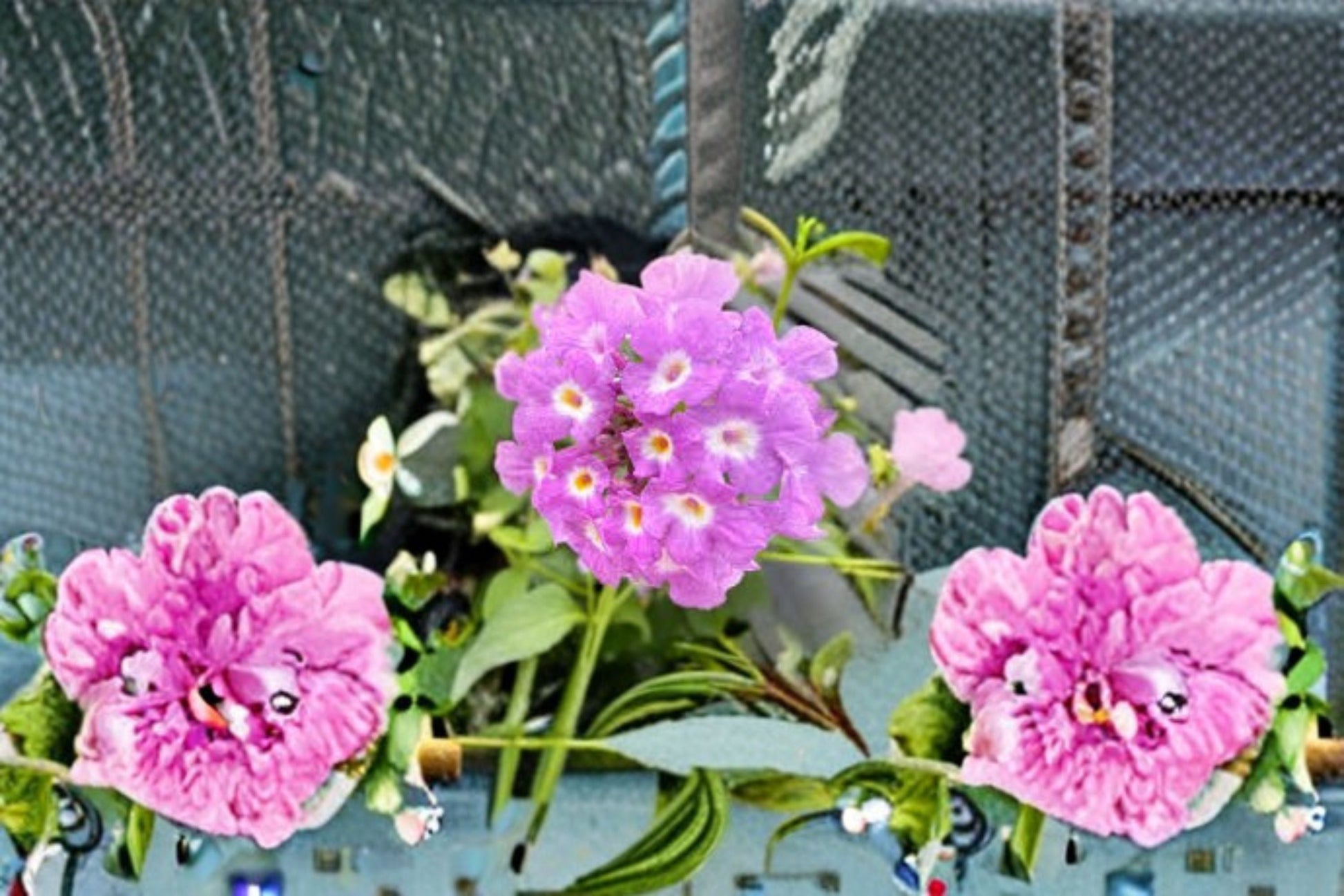 Lavender Lantana Plant - Lantana montevidensis - Perennial Groundcover with Lavender Flowers - Sun-Loving Ornamental Plant