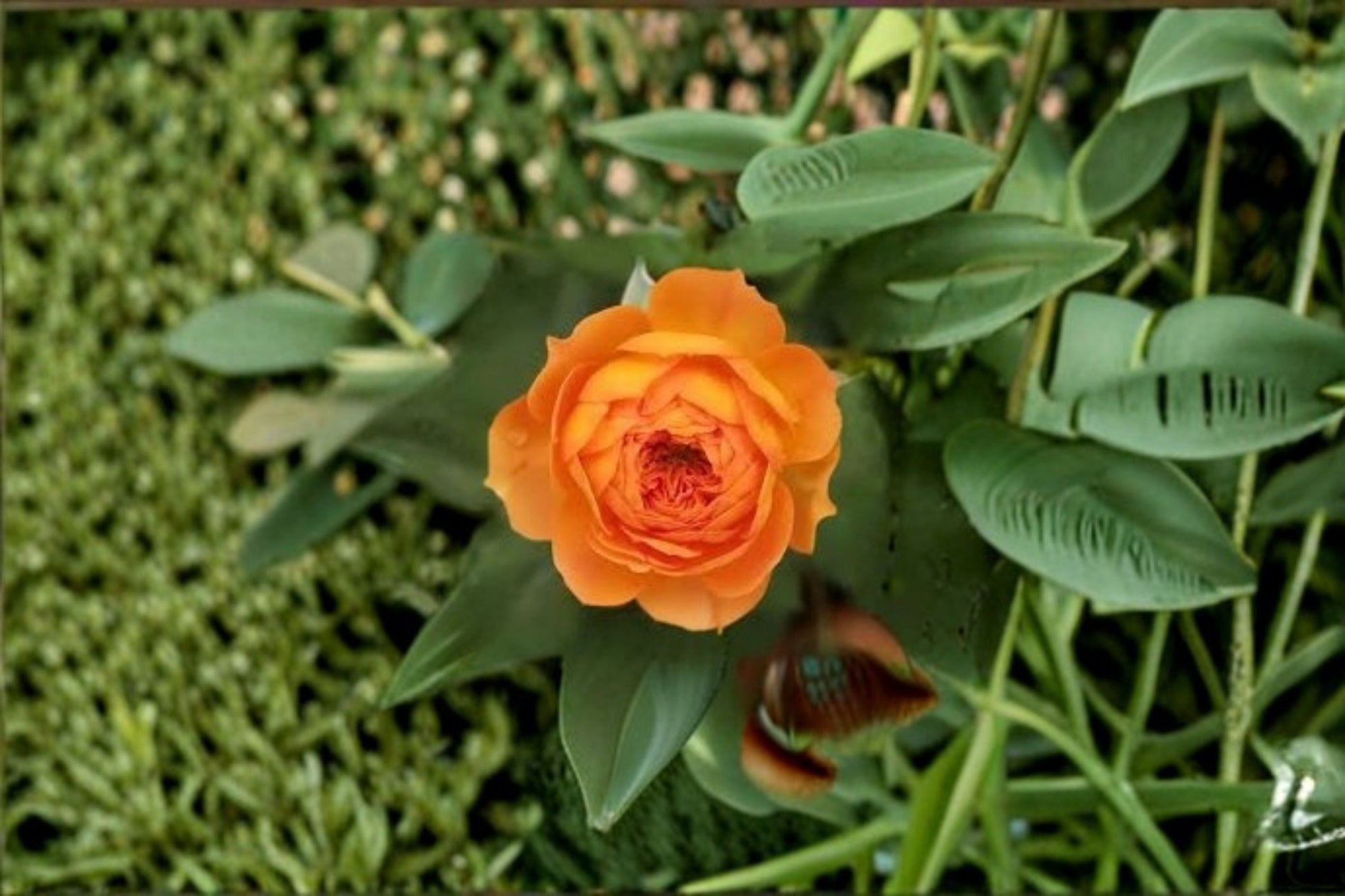 Honey Caramel Climbing Rose Live Plant - Rosa hybrid - French Repeat Blooming Rose - Ornamental & Heat Tolerant