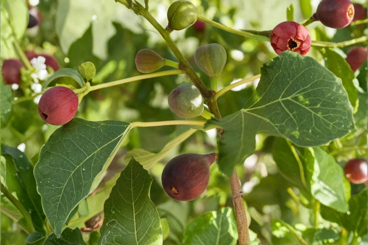 Fignomenal Fig Live Starter Plant - Ficus carica 'Fignomenal' - Compact Edible Fruit Plant for Containers and Small Gardens