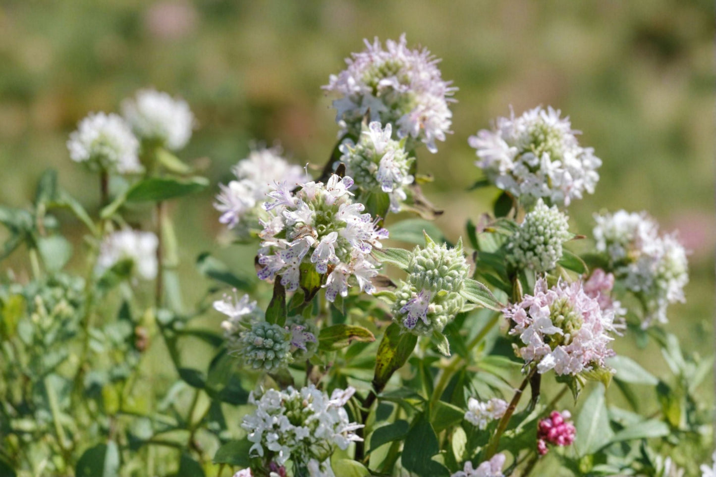 Live Hairy Mountain Mint Plant – 8-12 Inch – Aromatic Perennial – Pycnanthemum verticillatum var. pilosum – Native Pollinator Garden