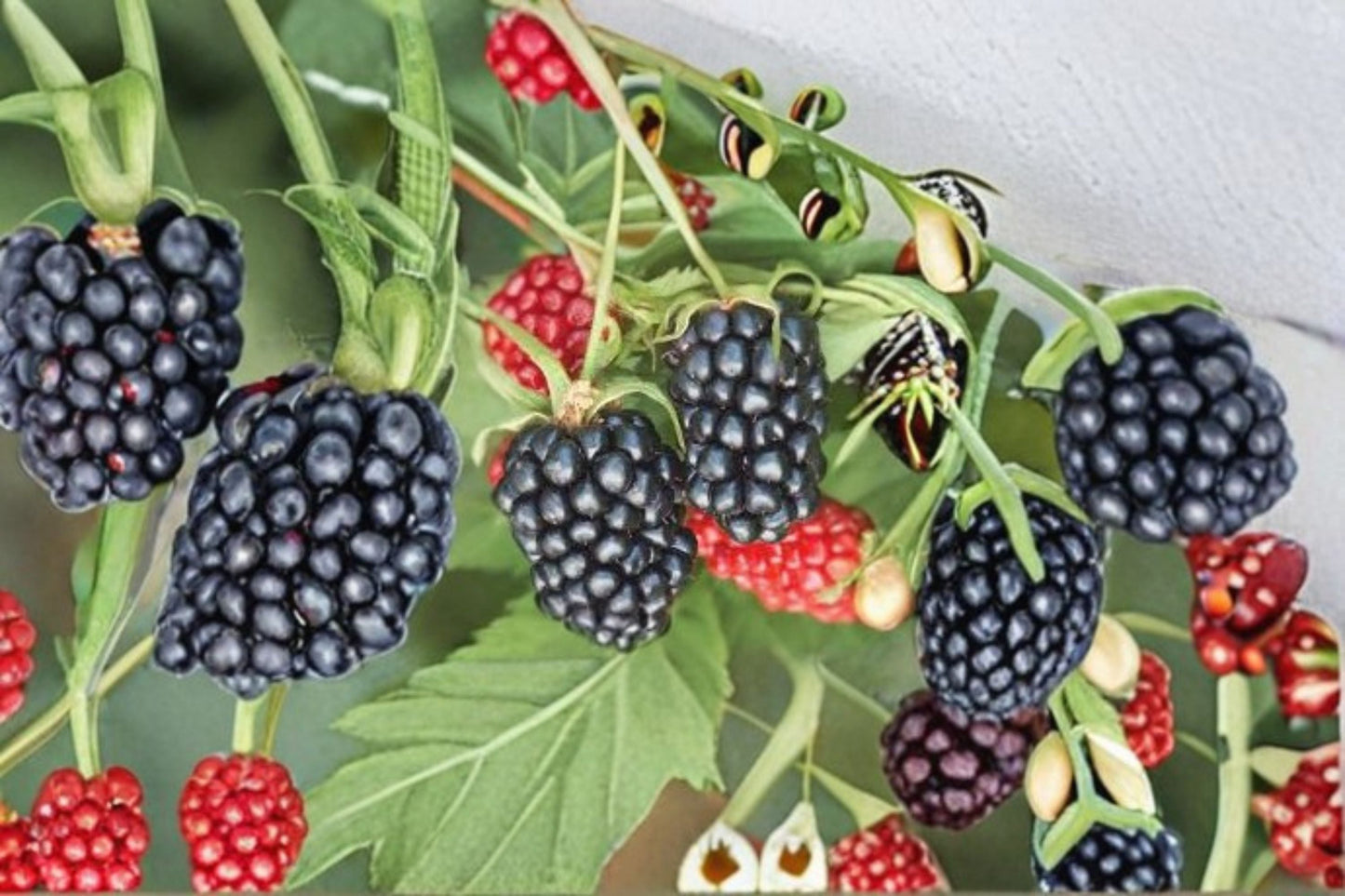 Apache Blackberry Live Plant - Thornless Bramble - Sweet Blackberries - Rubus fruticosus 'Apache' - Edible Garden Fruit Plant
