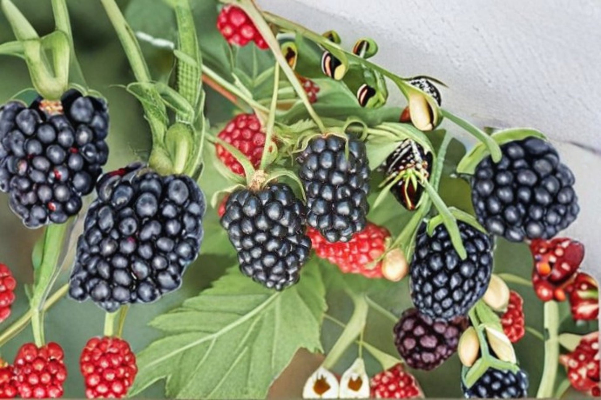 Apache Blackberry Live Plant - Thornless Bramble - Sweet Blackberries - Rubus fruticosus 'Apache' - Edible Garden Fruit Plant