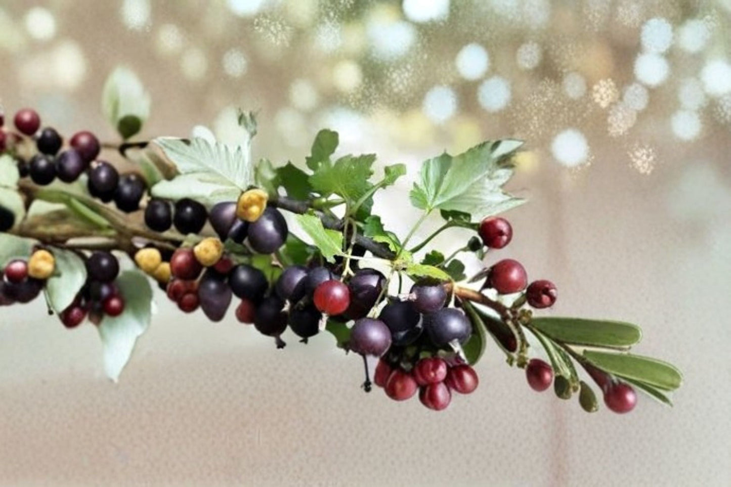 Jostaberry Live Plant - Rooted Starter - Thornless Gooseberry Currant Hybrid - Ribes × nidigrolaria - USDA Zones 3–8