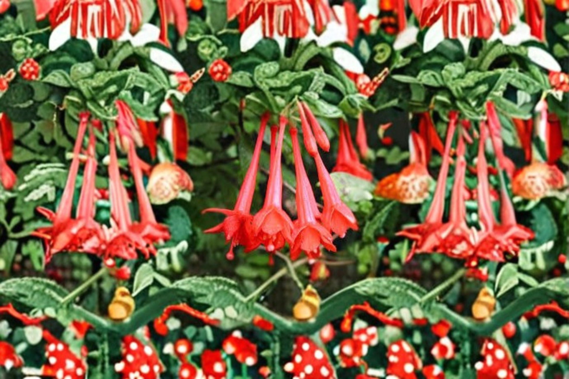 Fuchsia Plant Starter Plug – Fuchsia Gartenmeister, Red Blooms, Fuchsia hybrida – Ideal for Containers & Hanging Baskets