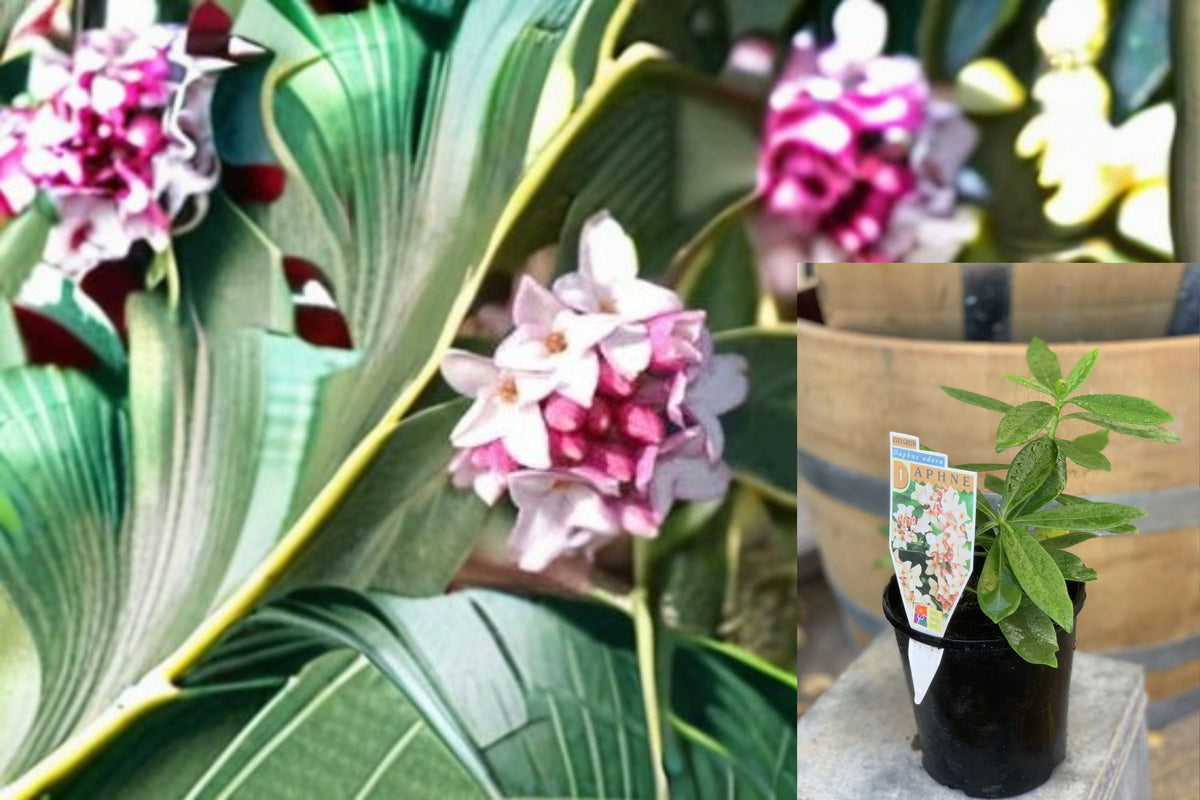 Christmas Cactus Starter Plant - Miss Shimano - Schlumbergera Truncata - Well-Rooted Indoor Cactus for Holiday Decor