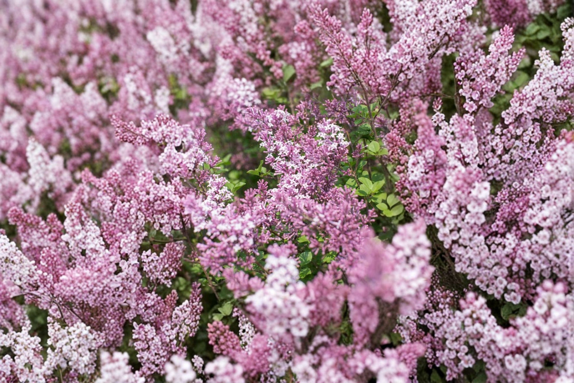 Dwarf Korean Lilac Live Plant 3.5 Inch Pot, Syringa meyeri 'Palibin', Fragrant Light Purple Flowers, Compact Ornamental Shrub