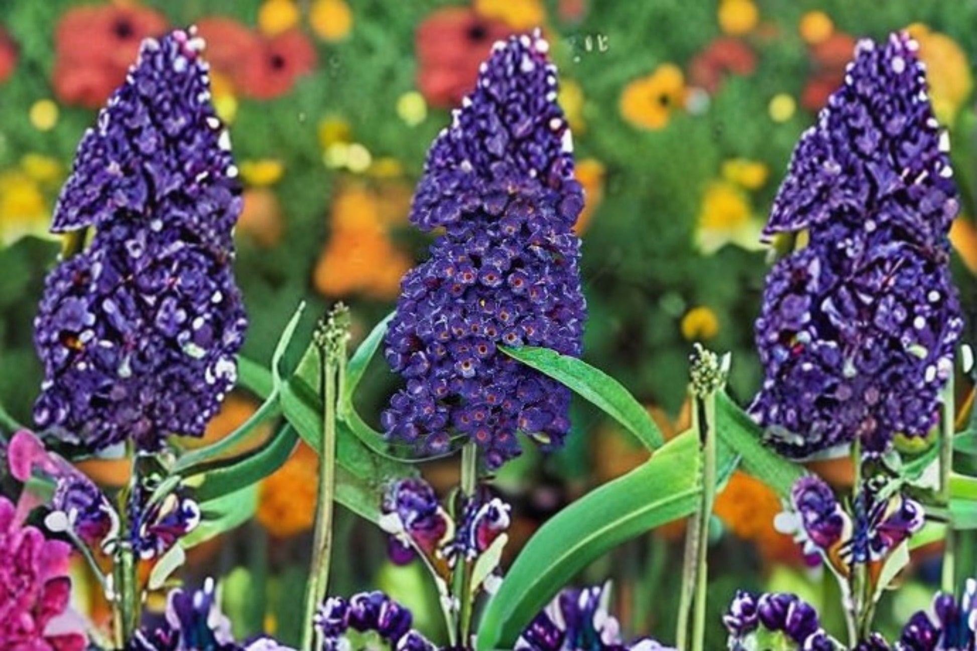 Black Knight Butterfly Bush Live Plant - Buddleia davidii 'Black Knight' - Deep Purple Flowering Shrub for Pollinator Gardens