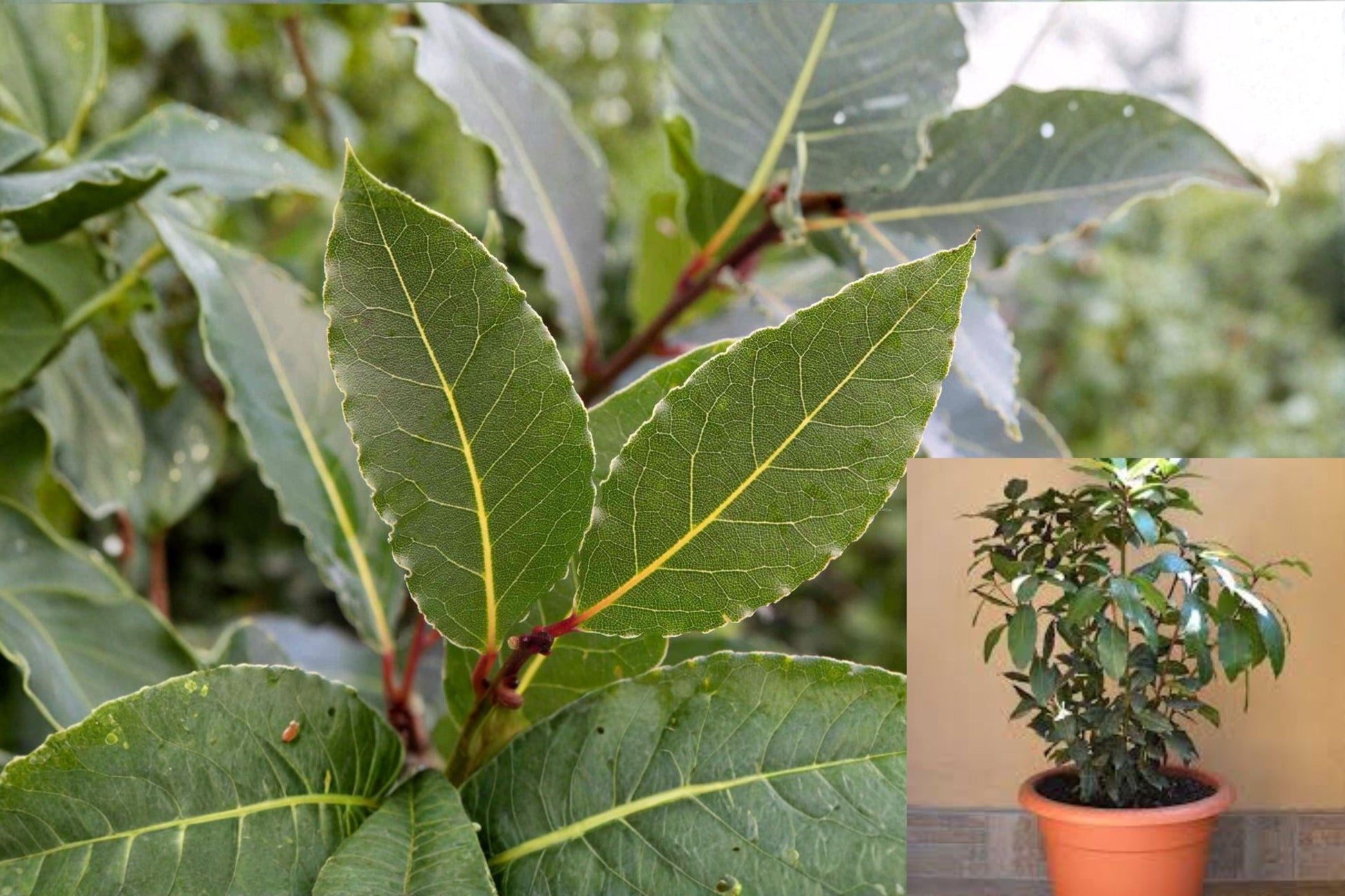 Bay Laurel Plants - 1, 2, or 3 Live Starter Herbs - Laurus nobilis - Aromatic Culinary Evergreen for Gardens and Containers