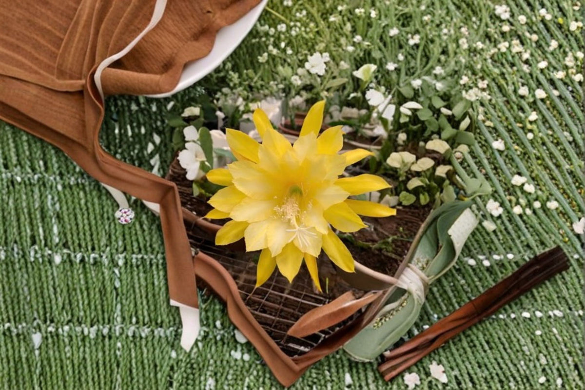 Epiphyllum Cutting 6-8" Morning Sunshine Tropical Cactus - Epiphyllum spp. Unrooted Stem for Propagation