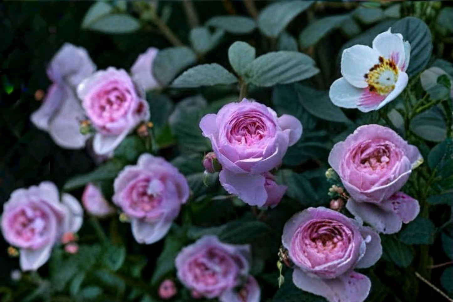 Climbing Rose Plant - Live Small Blue Purple Rainy Blue (Rosa hybrid) - Repeat Blooming, Compact for Trellises & Vertical Gardens