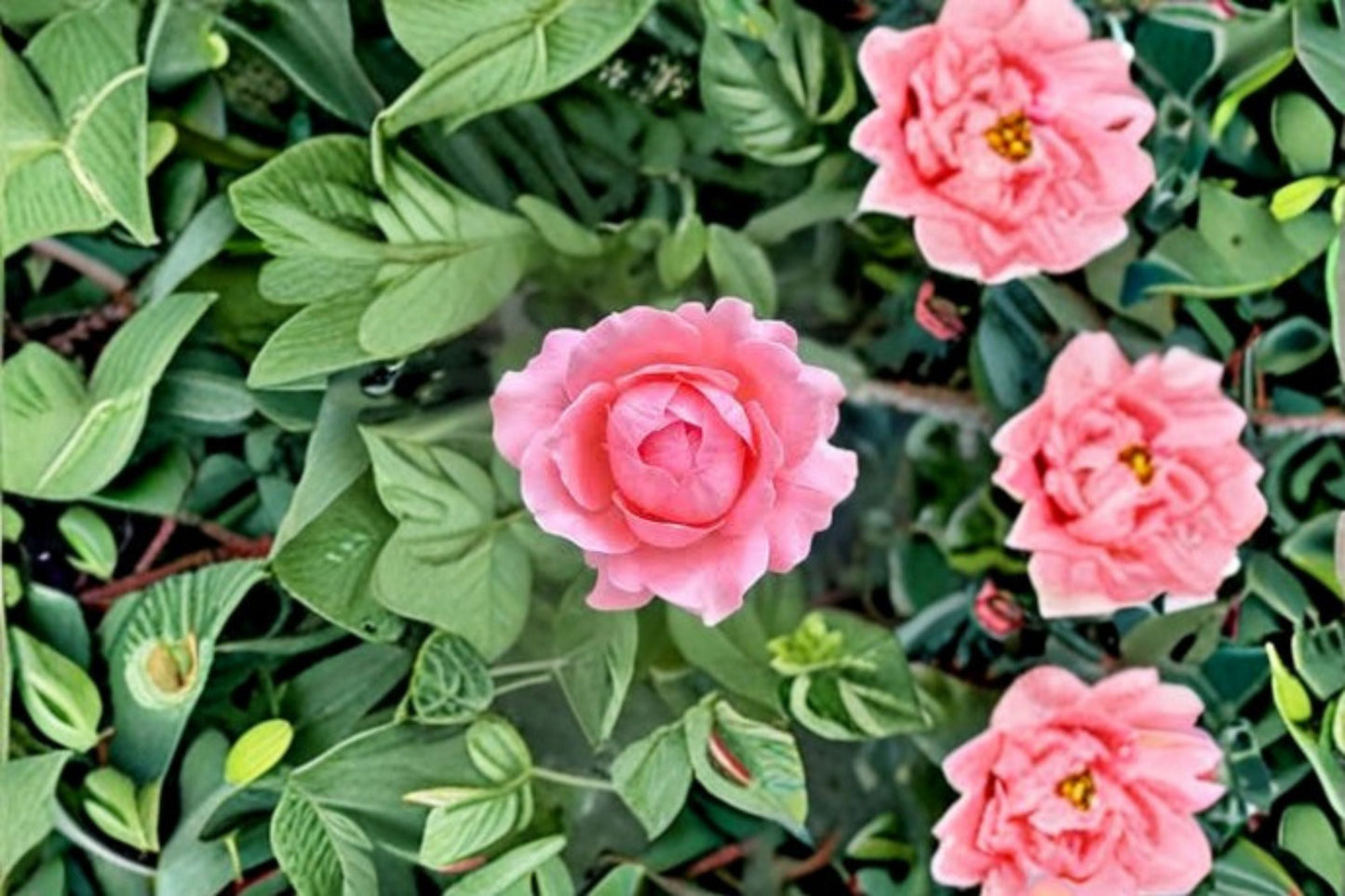 Anne-Sophie Pic Rose Live Plant - Fragrant Heat Resistant Rose - Rosa hybrid - Ornamental Garden Pink Apricot Flowering Shrub