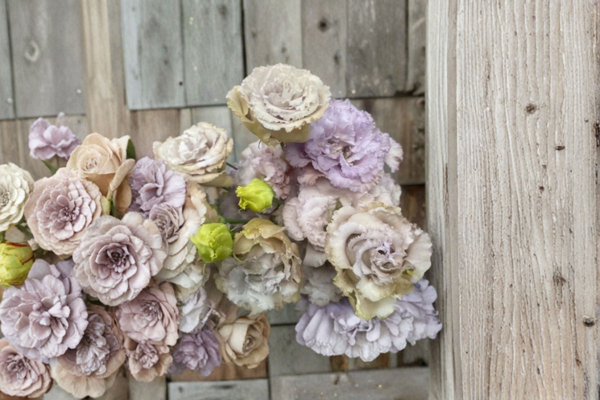 Lisianthus Plant Chateau Blue Starter Plug Eustoma grandiflorum - Flowering Garden & Container Plant with Blue Blooms