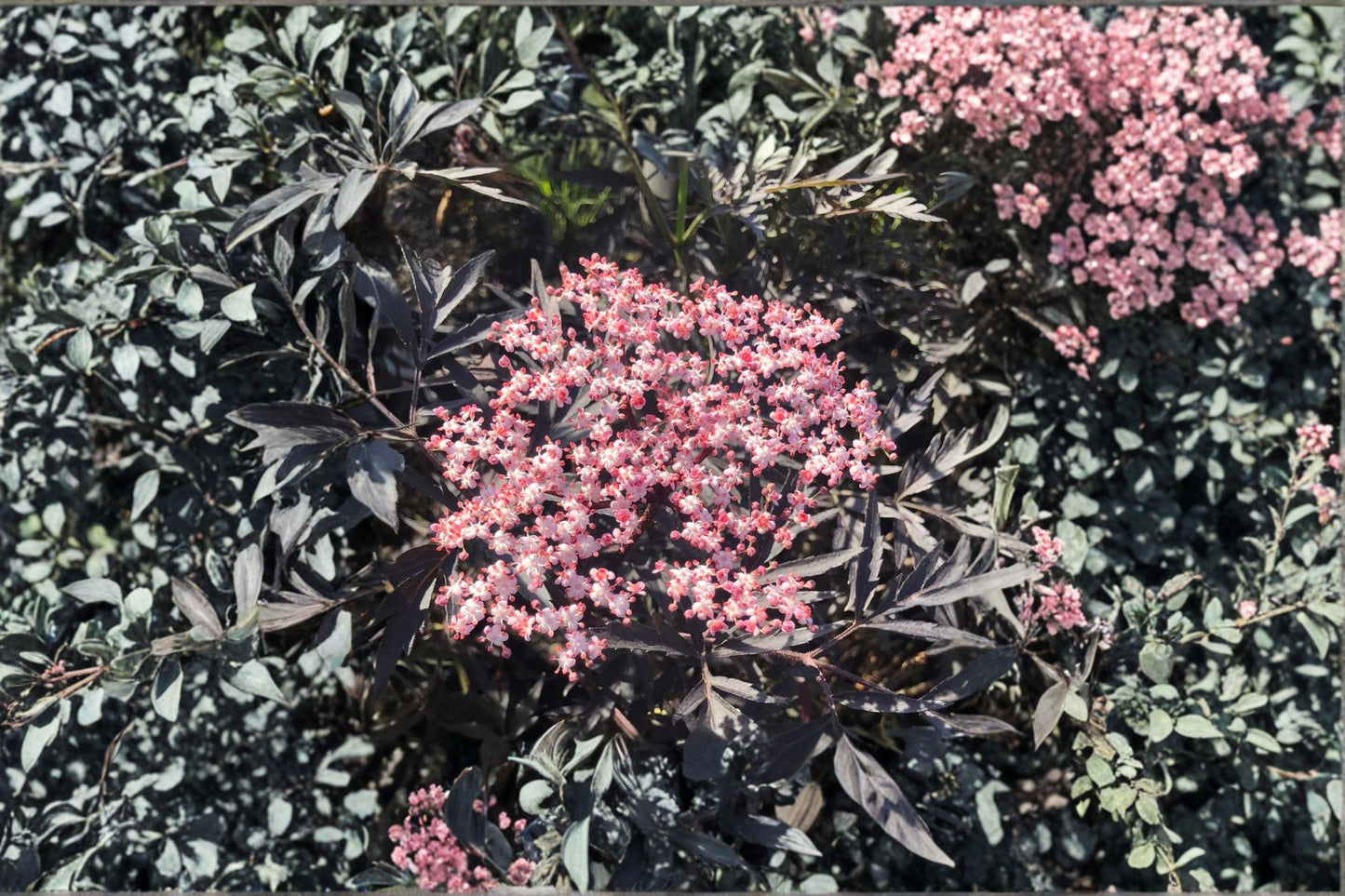 Black Lace Elderberry Live Shrub - Quart Pot - Sambucus nigra 'Black Lace' with Pink Flowers - Ornamental Landscape Plant