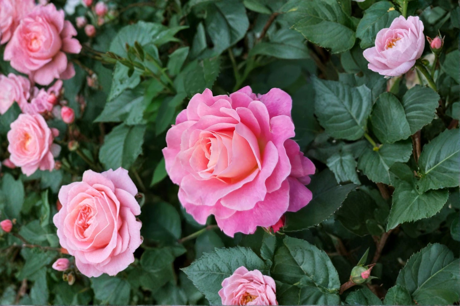 Neptune King Terrazza Rose Live Plant - Fragrant Balcony Rose - Rosa hybrid - Compact, Repeat Blooming, Disease Resistant
