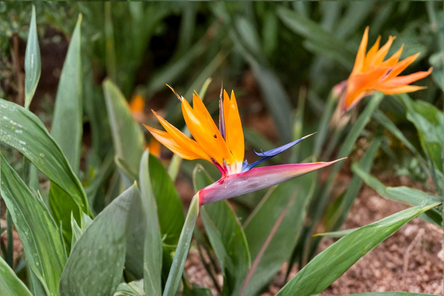 Bird of Paradise Plants - 2 Live Starters - Mandela's Gold & White Strelitzia - Strelitzia reginae & Strelitzia nicolai