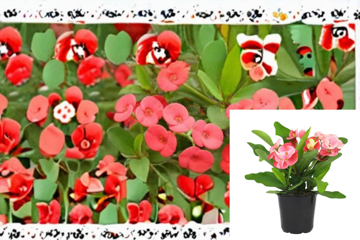 Crown of Thorns Cutting 10 Inches - Euphorbia milii - Pink & Red Bracts - Succulent Plant for Propagation & Containers