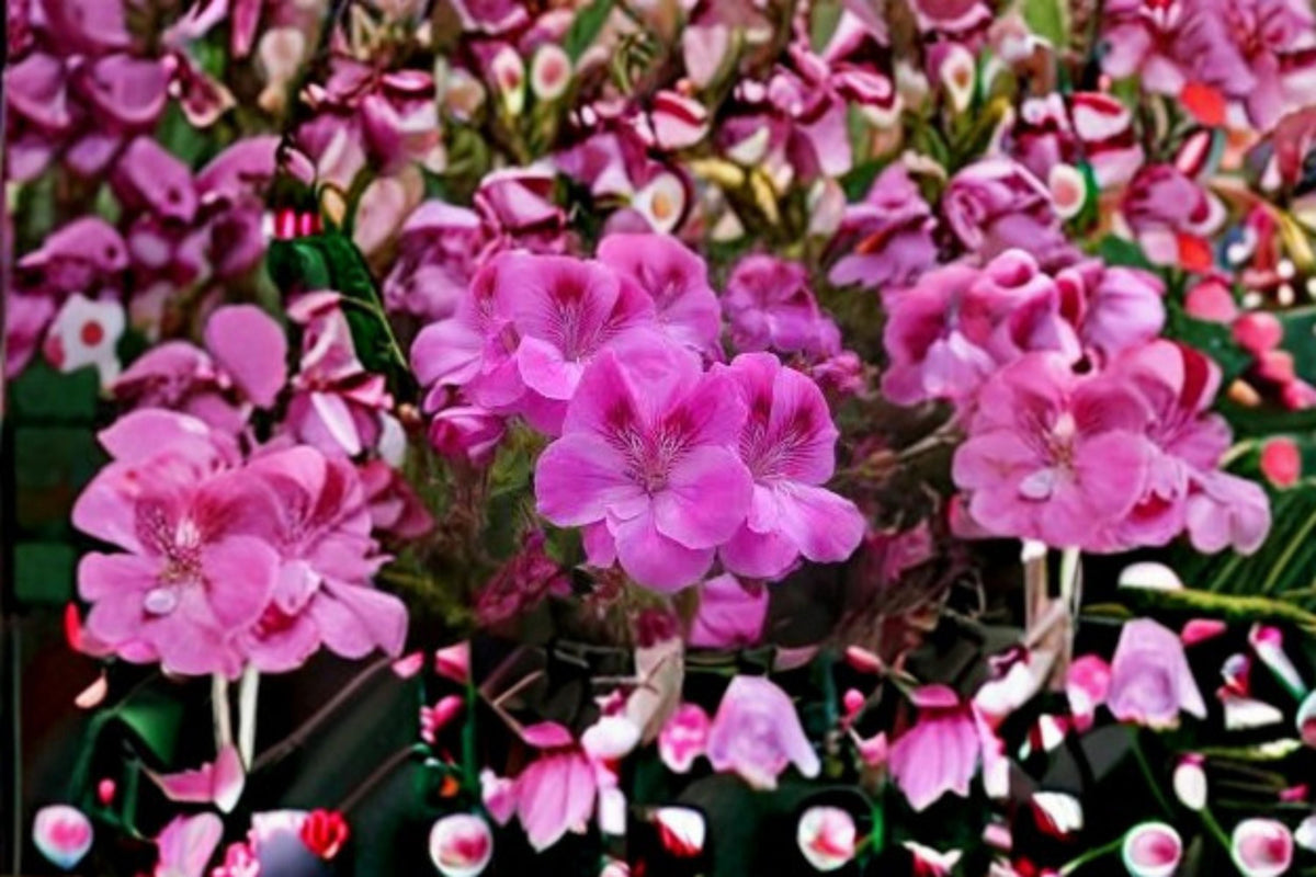 Regal Geranium Cutting - 6-8 Inches - Purple Flowers - Pelargonium × domesticum - Live Plant for Propagation and Containers