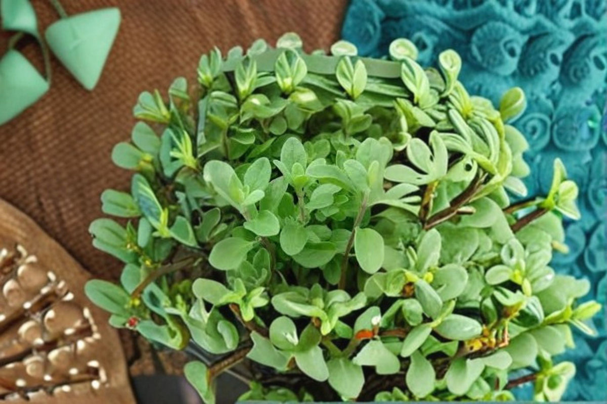 Marjoram Plant 1" Plug or 3" Pot - Origanum majorana - Aromatic Culinary Herb for Garden or Container