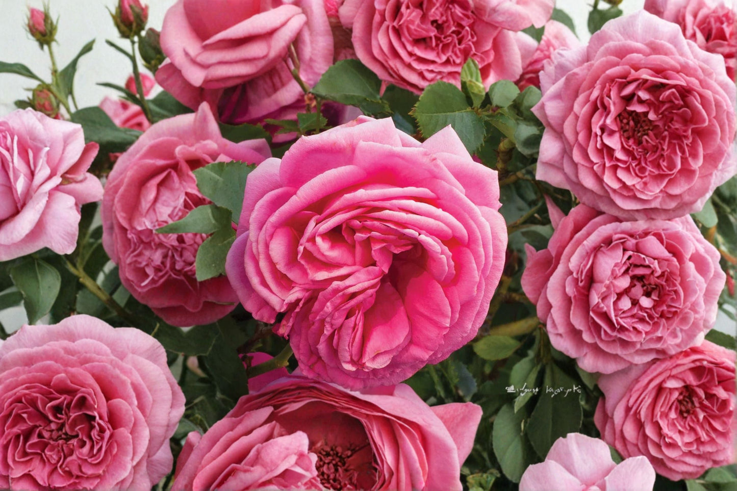 Climbing Rose Live Plant - 1.5 Gal Pink Blooms - Rosa 'Pretty In Pink Eden' - Fragrant Own-Root Garden Climber
