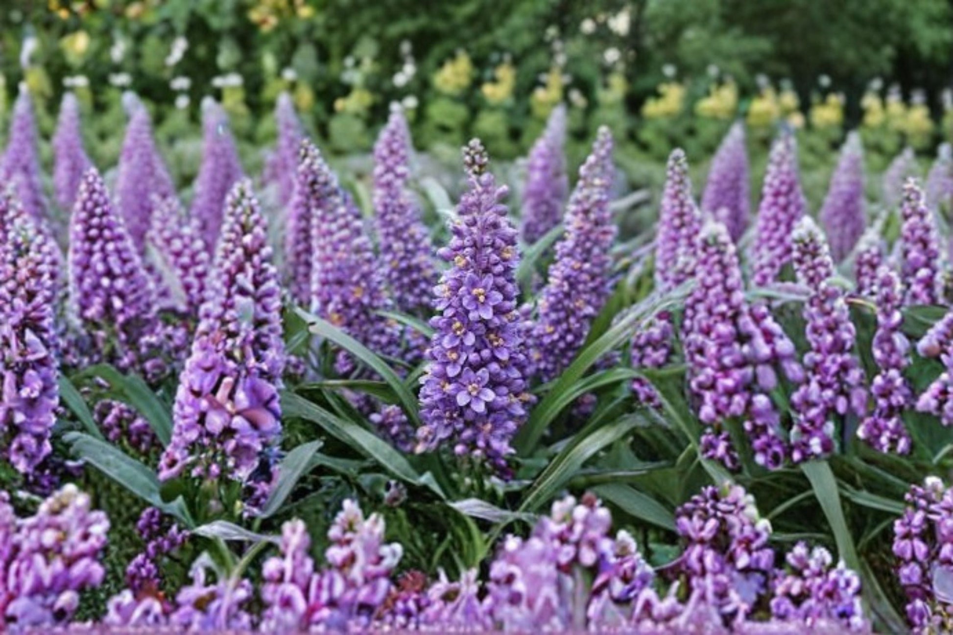 Big Blue Liriope Live Plant - Evergreen Perennial Ground Cover with Blue Flowers, Liriope muscari 'Big Blue'