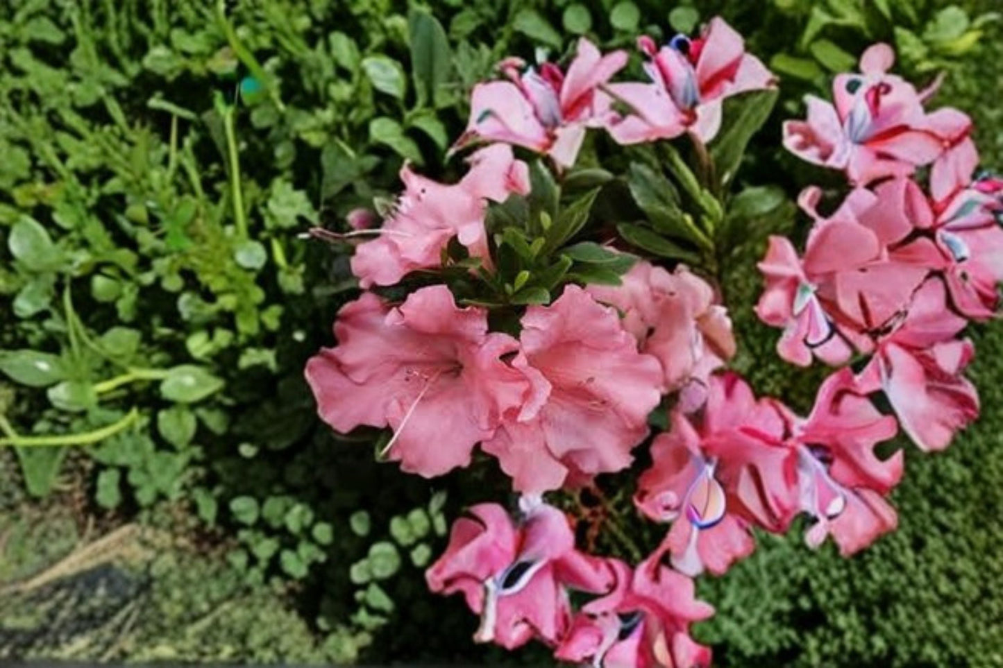 Pink Gumpo Dwarf Azalea Starter Plant, Compact Evergreen Shrub with Soft Pink Flowers, Rhododendron 'Pink Gumpo'