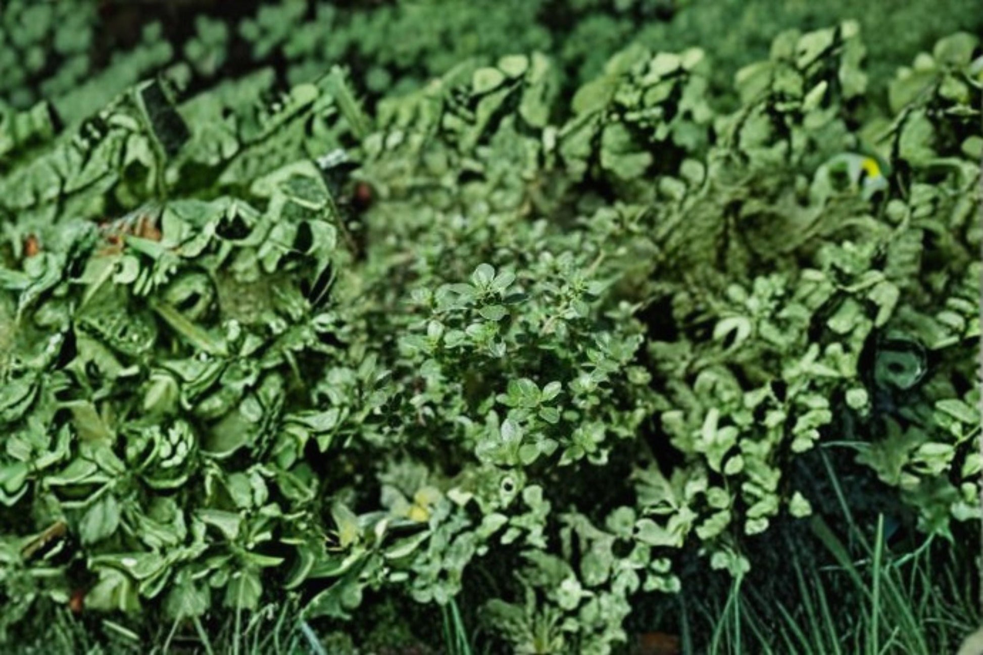 Silver Thyme Plant - Variegated Aromatic Herb - Thymus vulgaris ‘Argenteus’ - Perennial Culinary Groundcover