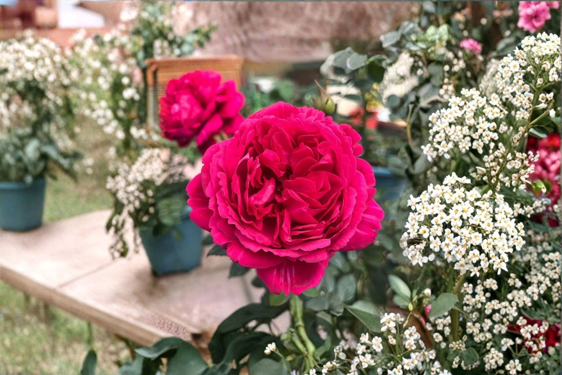 Traviata Rose Live Plant - Velvety Red Hybrid Tea Rose - Rosa hybrid - Ornamental Flowering Shrub for Garden & Floral Arrangements