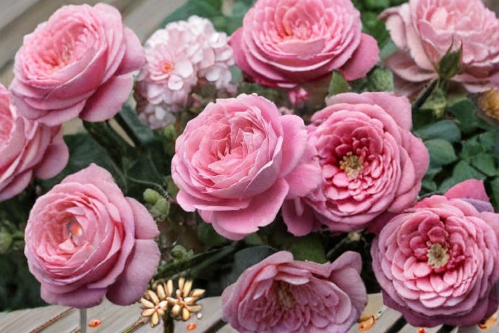 Summer Romance Rose Live Plant - 1.5 Gal Pink Floribunda Rose - Rosa 'Summer Romance' - Fragrant, Repeat Blooming, Own-Root
