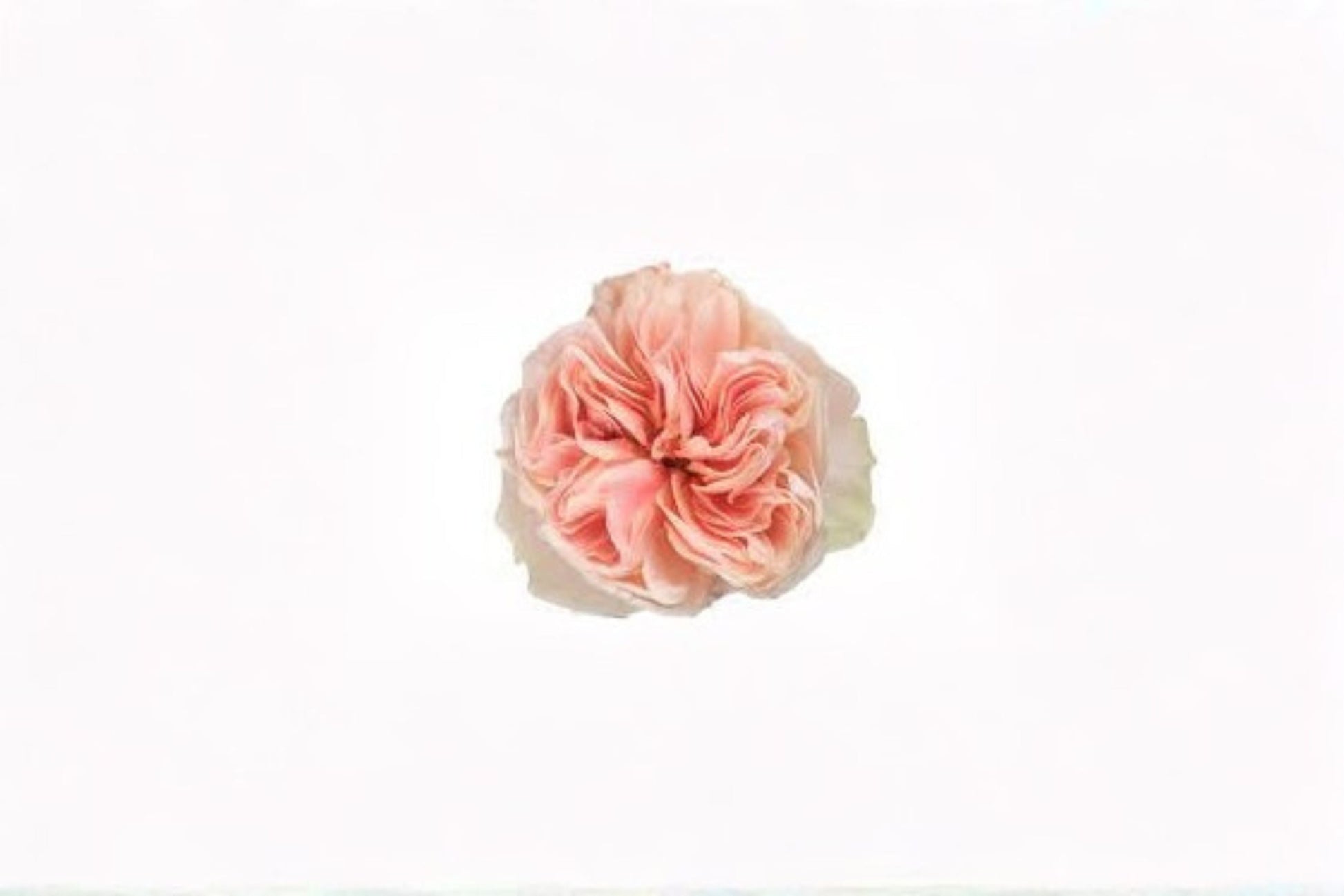 Tip Top Rose Live Plant - Elegant Pink Cut Rose - Rosa hybrid - Perfect for Gardens, Containers, and Floral Arrangements