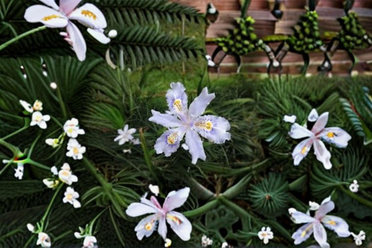 Fringed Iris Plants - 3 Pack - Lavender-Blue Flowers - Iris japonica - Evergreen Perennial for Shade Gardens