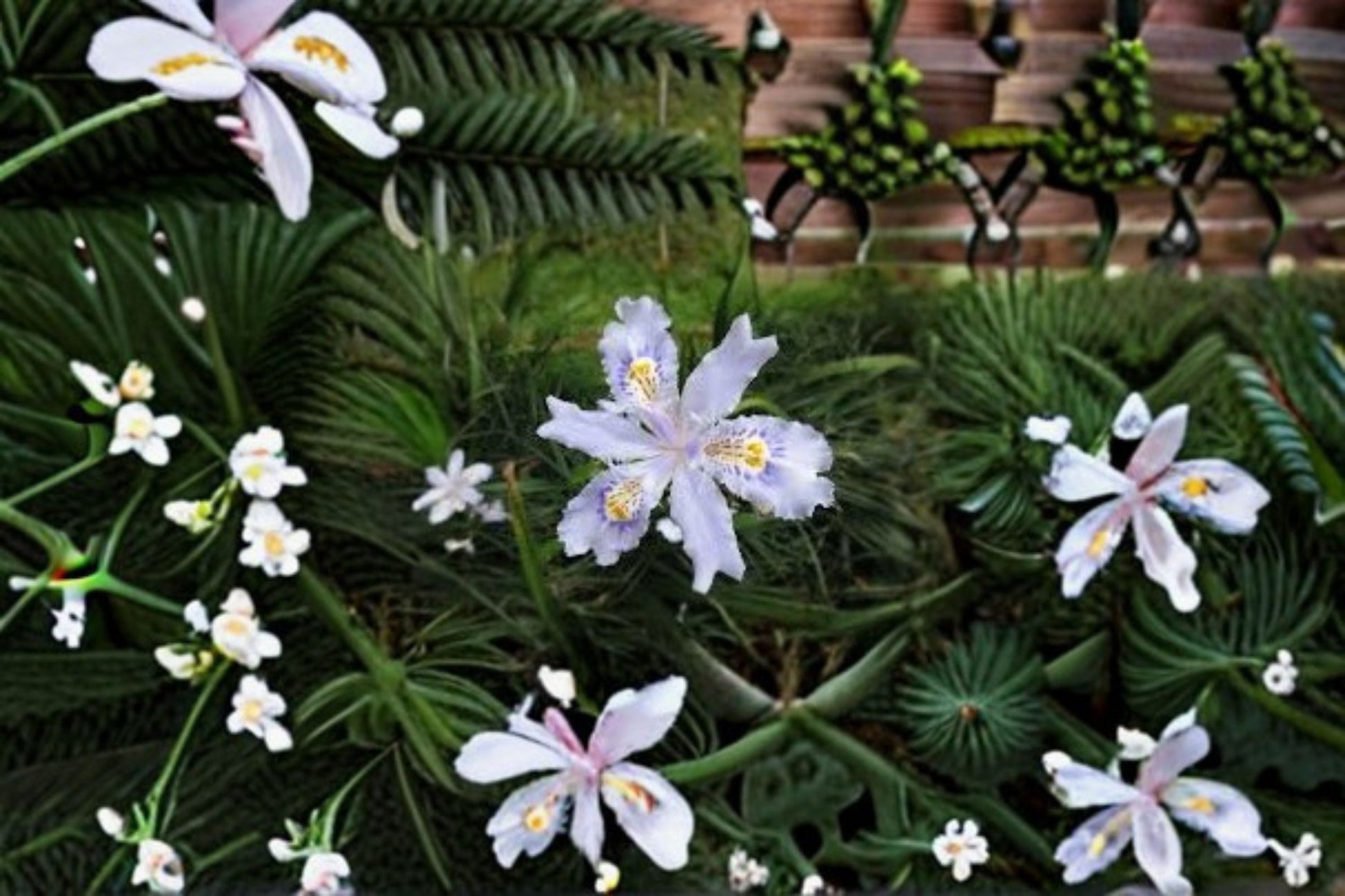 Fringed Iris Plants - 3 Pack - Lavender-Blue Flowers - Iris japonica - Evergreen Perennial for Shade Gardens