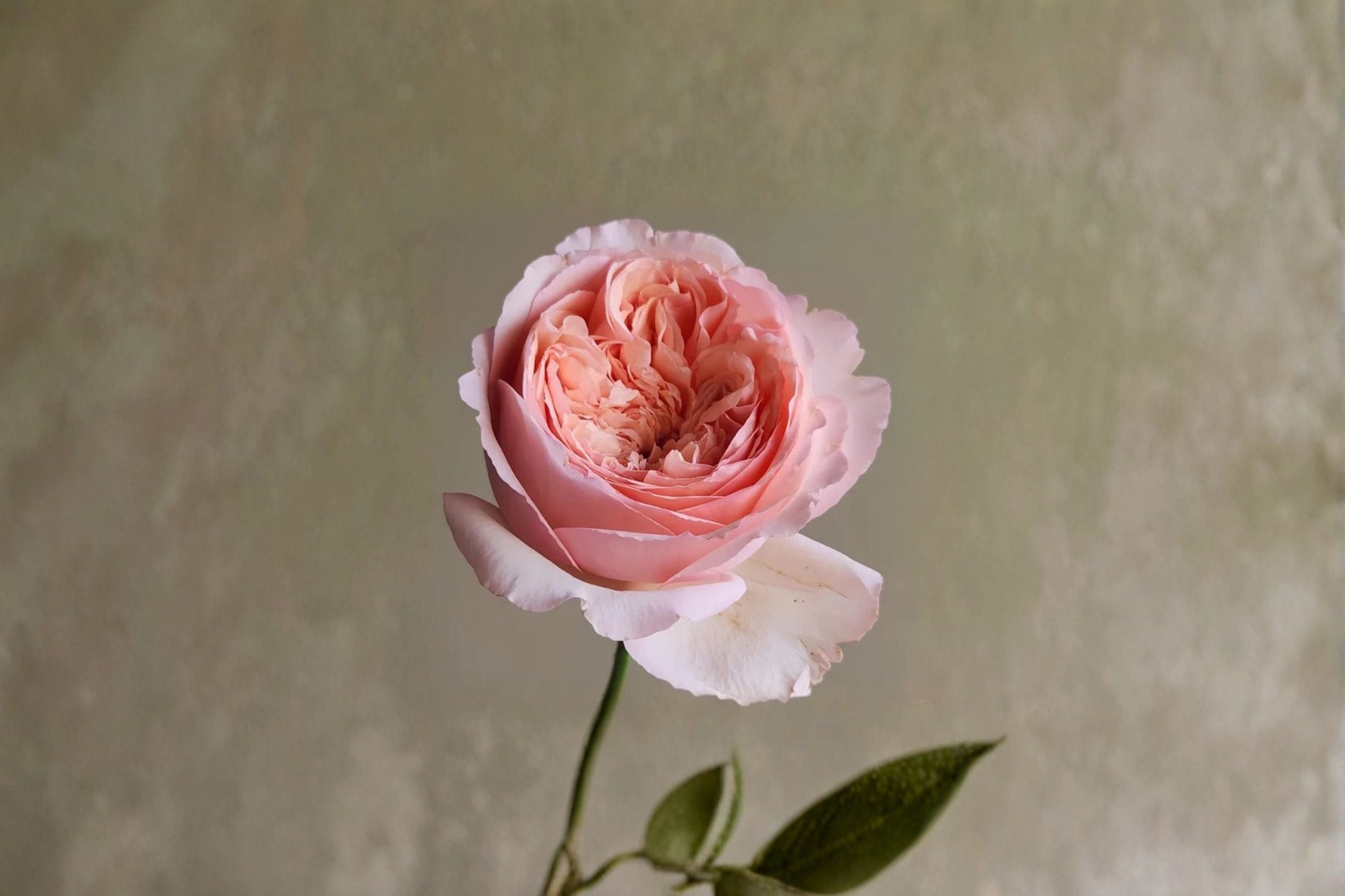 Live Salmanasar Rose Plant - Apricot Pink Fragrant Cut Rose - Rosa hybrid - Ideal for Gardens & Floral Arrangements