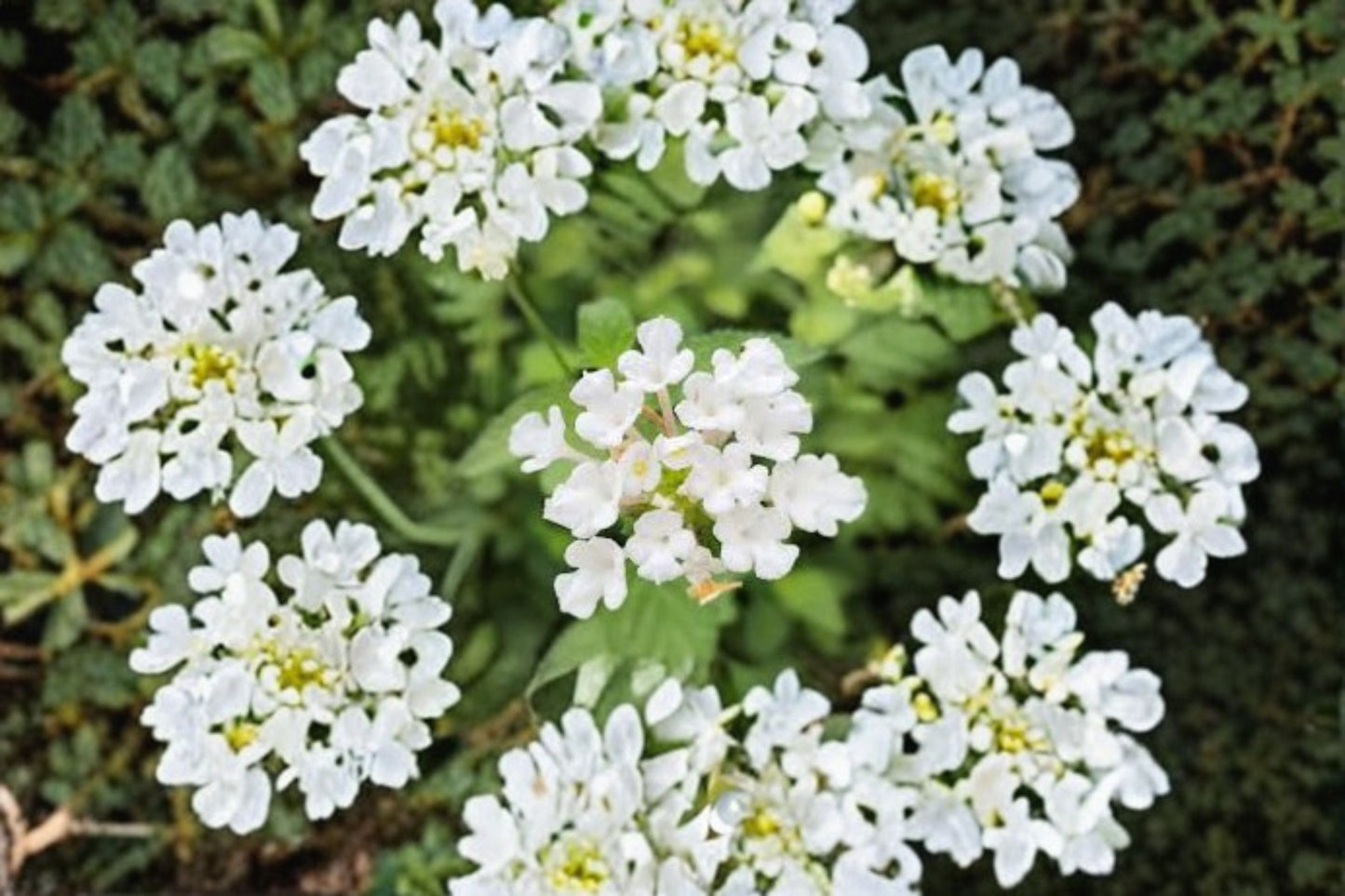 Trailing White Lantana Live Plants - 4–6 Inch Starter Set - Lantana camara Groundcover with White Flowers